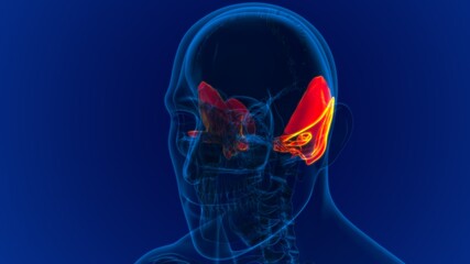 Human Skeleton Skull Temporal Bone Anatomy For Medical Concept