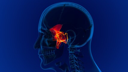 Human Skeleton Skull Sphenoid Bone Anatomy For Medical Concept © mybox