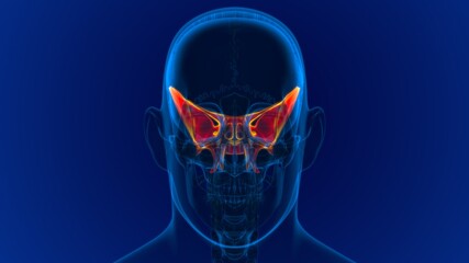 Human Skeleton Skull Sphenoid Bone Anatomy For Medical Concept © mybox