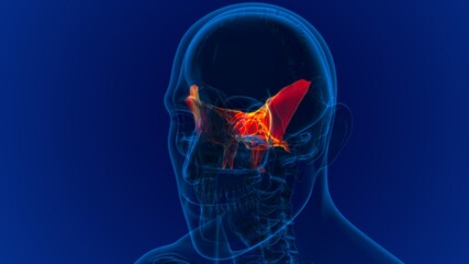 Human Skeleton Skull Sphenoid Bone Anatomy For Medical Concept © mybox