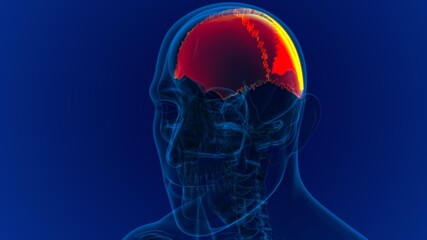 Human Skeleton Skull Parietal Bone Anatomy For Medical Concept