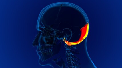 Human Skeleton Skull Occipital Bone Anatomy For Medical Concept © mybox