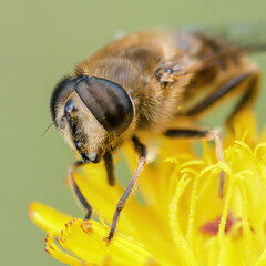 portrait of a buzzing fly on a yellow flower close up