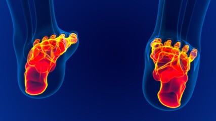 Human Skeleton Foot bones Anatomy For Medical Concept © mybox