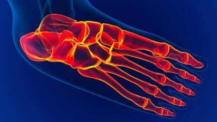 Human Skeleton Foot bones Anatomy For Medical Concept © mybox