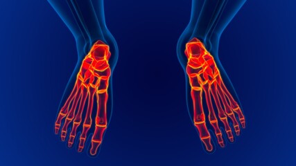 Human Skeleton Foot bones Anatomy For Medical Concept © mybox