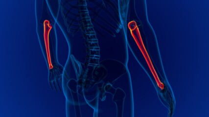 Human skeleton anatomy Ulna Bone 3D Rendering © mybox