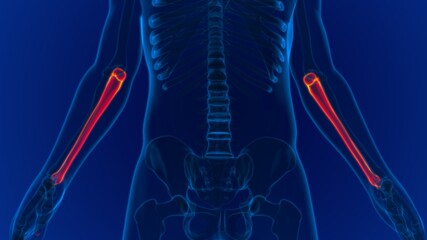 Human skeleton anatomy Ulna Bone 3D Rendering © mybox