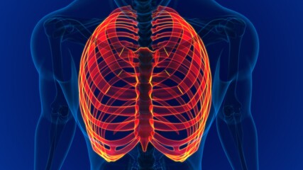 Human skeleton anatomy Rib Cage 3D Rendering © mybox
