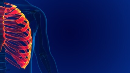 Human skeleton anatomy Rib Cage 3D Rendering © mybox