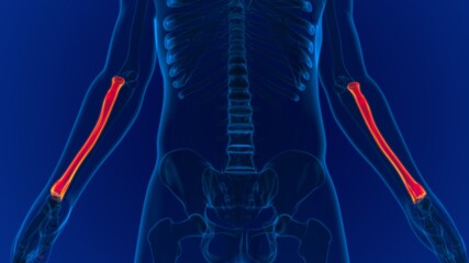 Human skeleton anatomy Radius Bone 3D Rendering