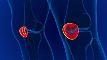 Human skeleton anatomy Patella Bone 3D Rendering © mybox