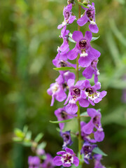lilac flowers in the garden