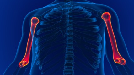 Human skeleton anatomy Humerus Bone 3D Rendering © mybox
