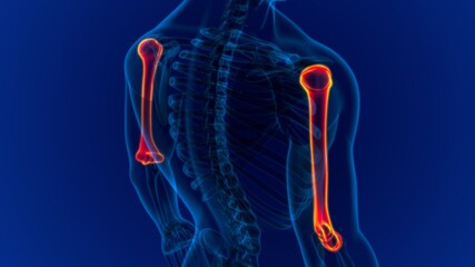 Human skeleton anatomy Humerus Bone 3D Rendering © mybox