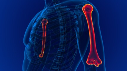 Human skeleton anatomy Humerus Bone 3D Rendering © mybox