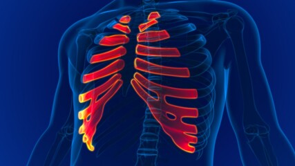 Human skeleton anatomy Costal Cartilage 3D Rendering © mybox