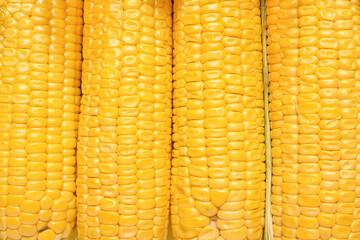 Fresh corn cobs as background