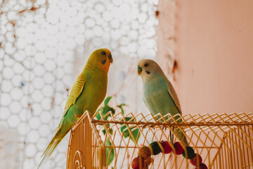 Two cute pet parrots, yellow-green parrot and blue-white parrot