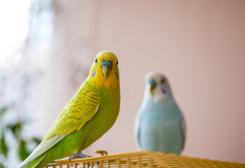 Two cute pet parrots, yellow-green parrot and blue-white parrot