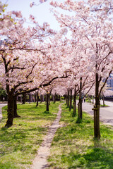 大阪桜ノ宮・満開の桜咲く毛馬桜ノ宮公園