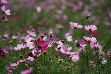 Light Pink Flower of Cosmos in Full Bloom

