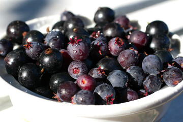 blueberries in a bowl