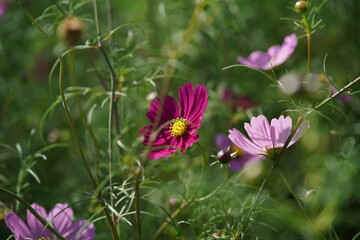 Obraz premium Light Purple Flower of Cosmos in Full Bloom 