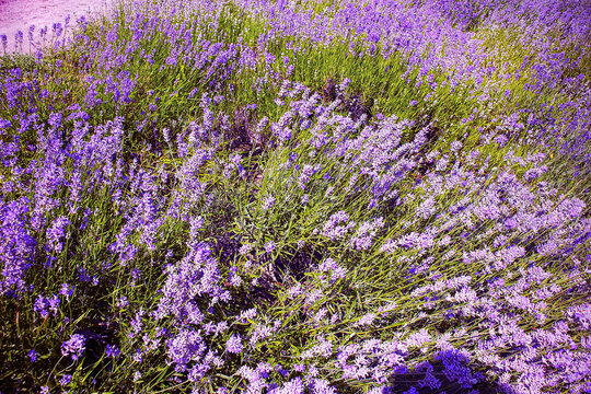 Lavender field in bloom stock image