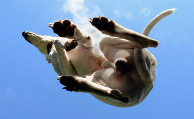 Underneath a white whippet sitting with a lifted forepaw on a glass table