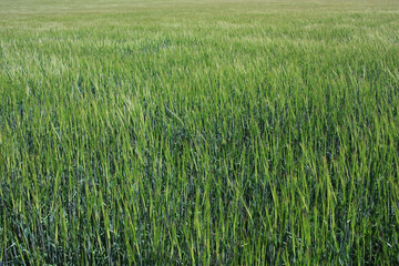 Green ears of wheat ripen in the field