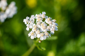 Beautiful white wildflower on a green background.