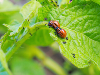 Colorado beetle larvae on eaten away potato leaf. Close-up. A bright illustration on the theme of protecting this agricultural plant from insect pests. High detail. Macro