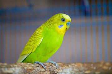 A cute yellow-green pet parrot