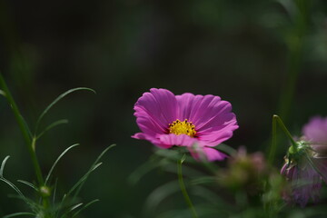Light Pink Flower of Cosmos in Full Bloom

