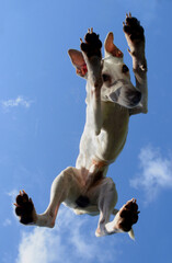 Underneath a white whippet standing on a glass table