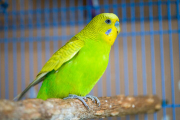 A cute yellow-green pet parrot