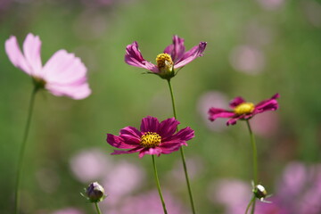 Light Pink Flower of Cosmos in Full Bloom
