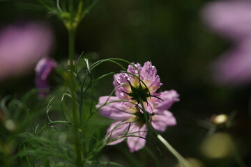 Fototapeta premium Light Pink Flower of Cosmos in Full Bloom 