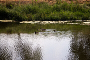 ducks on the lake