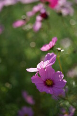 Obraz premium Light Pink Flower of Cosmos in Full Bloom 