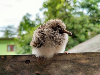 Baby bird