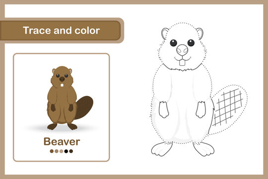 Drawing worksheet Trace and colour : Beaver