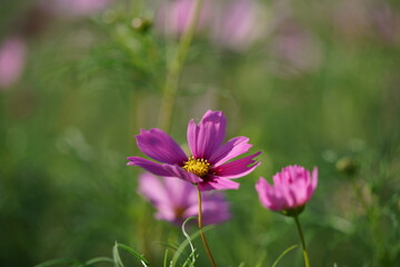 Fototapeta premium Light Pink Flower of Cosmos in Full Bloom 
