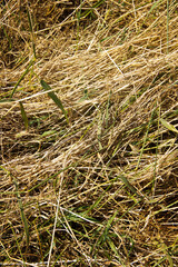 close up of grass