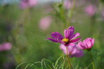 Light Pink Flower of Cosmos in Full Bloom
