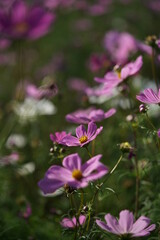 Obraz premium Light Pink Flower of Cosmos in Full Bloom 
