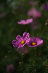 Fototapeta premium Light Pink Flower of Cosmos in Full Bloom 