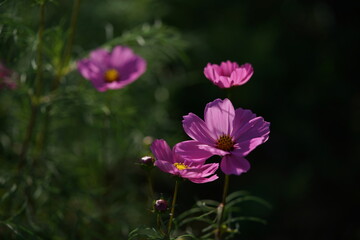Obraz premium Light Pink Flower of Cosmos in Full Bloom 
