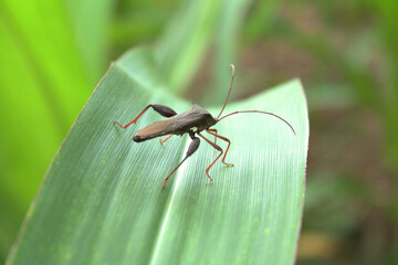 Bug on the green leaf, The brown corn stink bug or rice ear bug is an insect in the blur background farm.